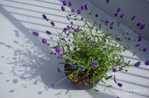 【07】ラベンダーを運ぶ