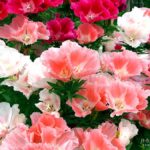 いろいろ 2019年6月|書くっておもしろい