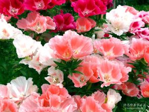 いろいろ 2019年6月｜書くっておもしろい