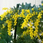 さよなら、ミモザ。