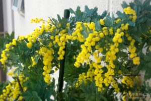 さよなら、ミモザ。