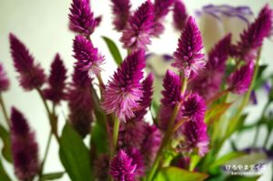 いろいろ 2019年8月｜「第3の疲労」に翻弄される