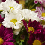 いろいろ 2019年10月|失意の夏、低空飛行の秋