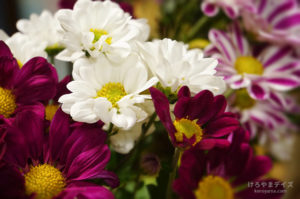 いろいろ 2019年10月｜失意の夏、低空飛行の秋