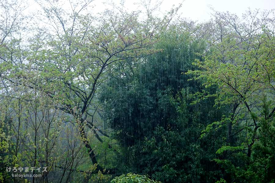 樹々に降る雨